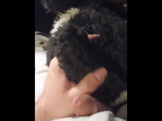 Border Collie Plushie Licks And Makes Onesie Pubby Cum!